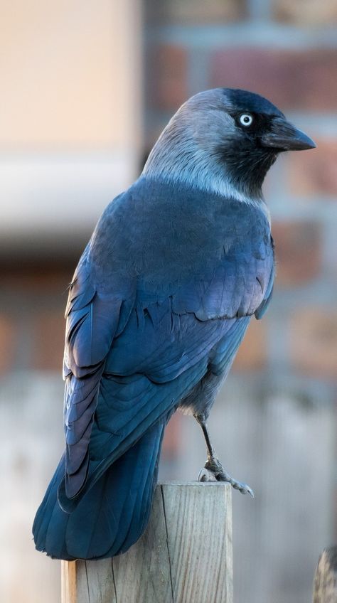 A beautiful photo of a jackdaw. Western Jackdaw, Bird Parakeet, Crow Family, Birds Photos, Jackdaw, British Wildlife, Exotic Birds, Tropical Birds, Pretty Birds