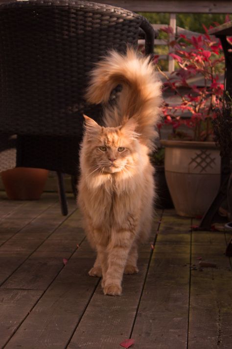 rokuthecat: Simba by Annikaej A beautiful maine coon cat Animal,Cat,Maine Coon Image Chat, Gorgeous Cats, Norwegian Forest Cat, Animal Cat, Cat Animal, Cat Aesthetic, Orange Cat, Pretty Cats, Maine Coon