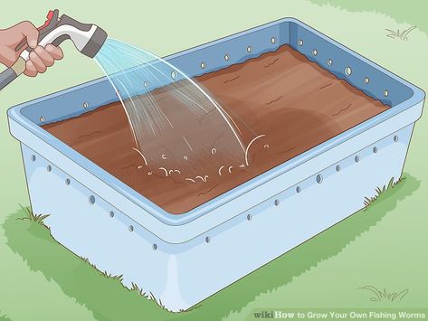 How to Grow Your Own Fishing Worms: 11 Steps (with Pictures) Growing Worms, Worms For Chickens, Vermicomposting Worm Farm, Worm Farm Diy, Worm Beds, Fishing Worms, Red Wigglers, Worm Farming, Meal Worms