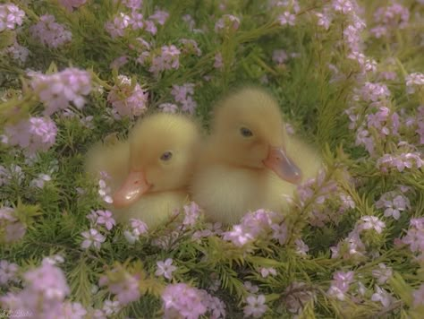 Nature Aesthetic Green, Aesthetic Greenery, Gatos Cool, Cottagecore Outfit, Aesthetic Cottage, Cute Ducklings, Cottage Aesthetic, Aesthetic Green, Secret Gardens