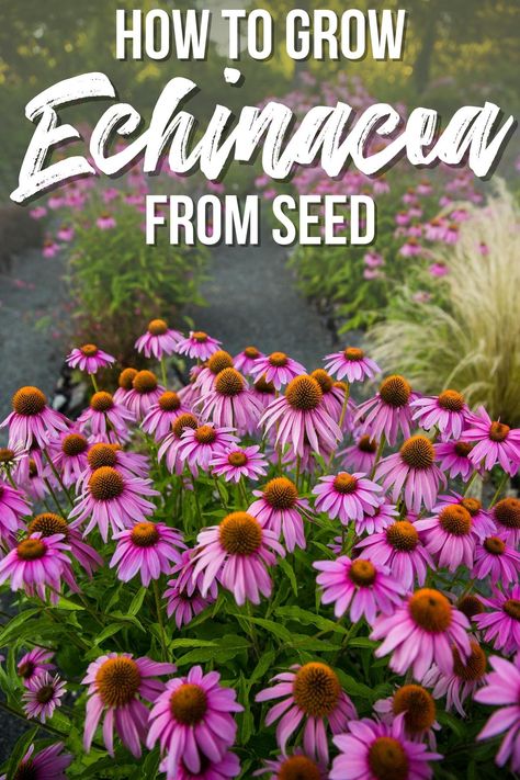 Learn how to grow echinacea from seed with this guide. I'll show you how to sow your seeds and care for your plants as they grow. Echinacea Container Garden, Planting Echinacea Seeds, How To Use Echinacea Plant, Planting Coneflower Seeds, When To Plant Coneflower Seeds, Echinacea Plant Garden Ideas, Growing Echinacea From Seed, Echinacea Landscaping, Ecanacia Flower