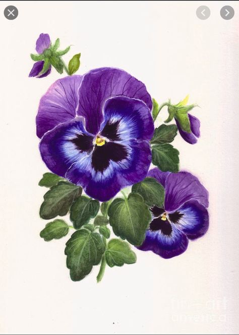 Watercolor Pansies, Watercolor Flowers Tutorial, Oil Pastel Art, Loose Watercolor, Pansies Flowers, Watercolor Flower Art, Watercolor Flowers Paintings, Color Pencil Art, Flowers Art