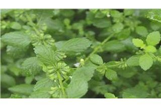 Companion Plants for Lemon Balm | eHow Lemon Balm Companion Planting, Onion Companion Planting, Growing Lemon Balm, Lemon Balm Plant, Grow Lemon, How To Grow Lemon, Herb Gardens, Companion Plants, Plant Images