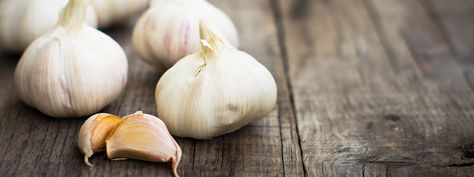 Garlic is one of the most popular herbs. This post discusses 19 Health Benefits of Garlic. Using garlic daily is a great way to obtain the health benefits of this herb. Garden Onions, Preserving Garlic, Gardening Herbs, Grow Garlic, Garlic Health Benefits, Garlic Benefits, Tonic Recipe, Growing Garlic, Pickled Garlic