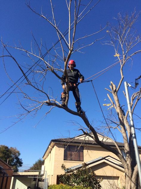 Tree Pruning Sydney Tree Lopping, Tree Removal Service, Land Clearing, Tree Felling, Tree Garden, Tree Pruning, Tree Removal, Garden Services, Tree Service