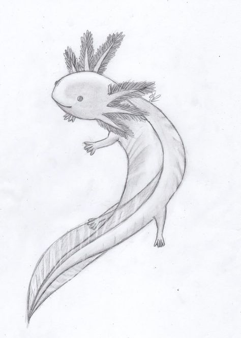 Axolotl Drawing Reference, Axolotl Drawing Realistic, Axolotl Sketch, Axolotl Tattoo, Axolotl Drawing, Mythical Creatures Drawings, Stickers Random, Grey Scale, Etch A Sketch