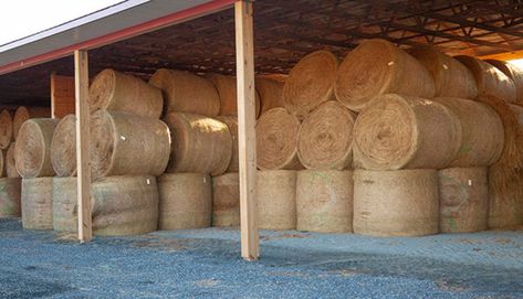 Let’s get beyond the discussion whether storing hay in a barn versus outside on the ground is a paying proposition. It is.Instead, let’s focus on building the right hay barn for your needs. That w,Hay Cattle Barn Designs, Hay Feeder For Horses, Cattle Feeder, Livestock Barn, Hay Storage, Cattle Barn, Barn Apartment, Hay Barn, Barn Storage