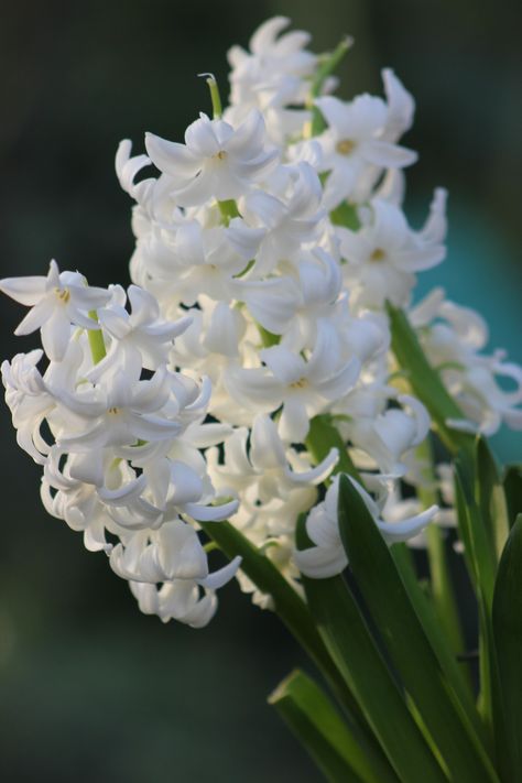 White Hyacinth Flower, White Hyacinth Aesthetic, White Hyacinth, Moonlight Garden, Blue Hyacinth, Purple Hyacinth, Water Animals, Moon Garden, Summer Water