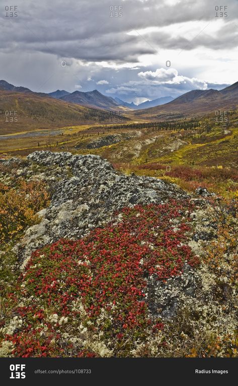 Mediterranean Forest, Alpine Tundra, Landscape Sketch, Seasons Autumn, Home Brewing, Ravens, Four Seasons, Stock Photography, Concept Art