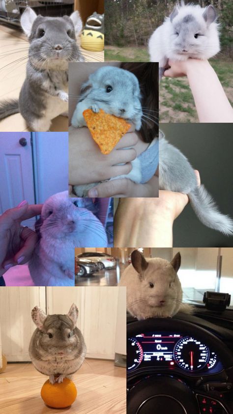 Chinchilla Wallpaper, Chinchilla Aesthetic, Chinchilla Cute, Cute Animal Photos, Animal Photo, Cute Little Animals, Aesthetic Wallpapers, Animal Lover, Cute Animals