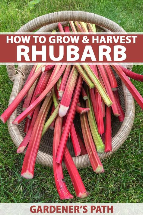 How to Grow and Care for Rhubarb Plants | Gardener’s Path How To Grow Rhubarb, How To Cook Rhubarb, Grow Rhubarb, Growing Rhubarb, Rhubarb Plants, Perennial Vegetables, Backyard Vegetable Gardens, Survival Gardening, Rhubarb Recipes