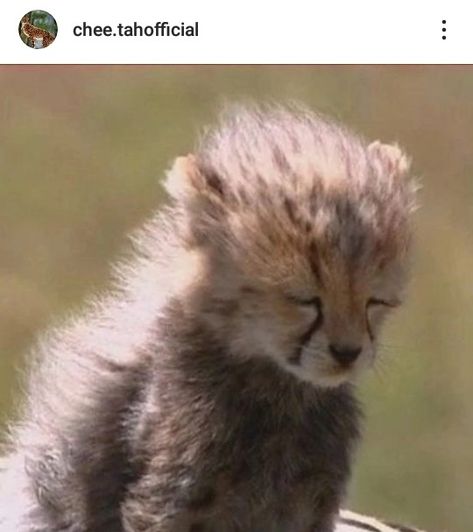 Baby Cheetah, Cheetah Cubs, Baby Cheetahs, Pretty Animals, Cheetahs, Animal Sketches, Cute Wild Animals, Wildlife Animals, Silly Cats