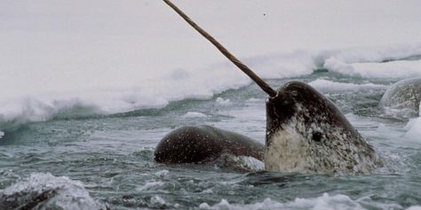 Narwhal: Revealing an Arctic Legend | Smithsonian National Museum of Natural History Narwhal Pictures, Continental Drift, The Blue Planet, Canine Tooth, Beluga Whale, Arctic Ocean, Grey Horse, Arctic Animals, Bare Bears