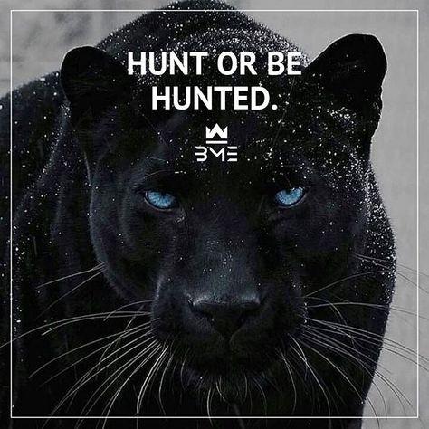 Motivation🚀| Quotes💎| Hustle💰 on Instagram: “That’s a common phrase but it applies to every single one of us. Nothing in life comes easy so you have to go out there and grab life by…” Puma Quotes, Panther Quotes, Quotes Hustle, Flag Tattoos, Animal Spirit Guide, Life Values, Citation Entrepreneur, New Zealand Landscape, Lion Wall Art