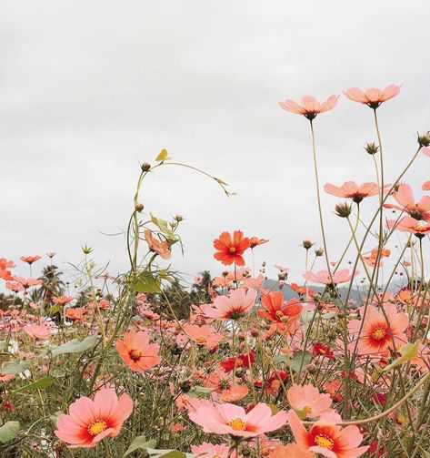 Beautiful springtime flowers Cover Ups Tattoo, Spring Images, Image Nature, Spring Aesthetic, Flower Field, Flower Wallpaper, Flowers Photography, Wall Collage, Pretty Flowers