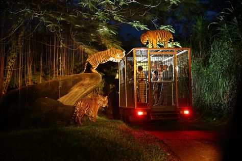 Night Safari | Bali Safari & Marine Park Singapore Tour Package, Holiday In Singapore, Bali Tour, Singapore Tour, Singapore Zoo, Bali Honeymoon, Bali Holidays, Honeymoon Tour, Safari Lodge