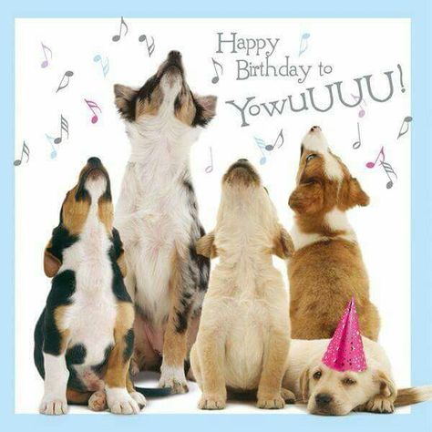 . Happy Birthday Puppy, Happy Birthday Cousin, Best Birthday Quotes, Happy Birthday Dog, Birthday Wishes Funny, Happy Birthday Meme, Happy Birthday Funny, Happy Birthday Pictures, Singing Happy Birthday