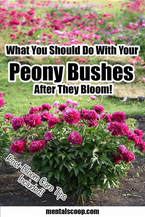 What You Should Do With Your Peony Bushes After They Bloom! Peony Bushes, Peony Bush, Front Garden Landscape, Peonies Garden, Replant, Garden Landscape, Done With You, I Wish I Knew, Gorgeous Gardens