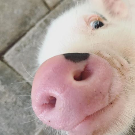 Thunder Bolt Pigs 🐷🐷⚡️ on Instagram: “Long live the selfie king 🐷🐷⚡️#royals #hrh #itsgoodtobeking #isthisthingon #pigselfie #tbt” Pig Selfie, Thunder Bolt, Npc Figure, Pigeon Pose, Highway Patrol, Queens Ny, Like And Comment, Born This Way, Moving Day