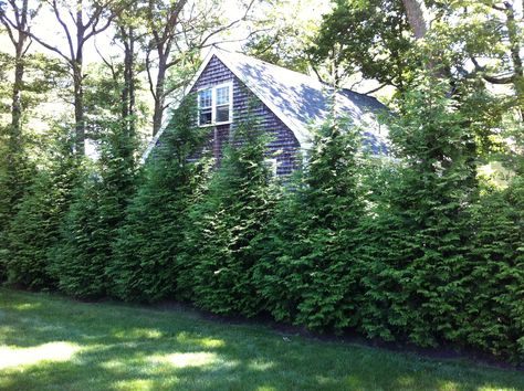 Green Giant Tree, Arborvitae Landscaping, Fast Growing Shade Trees, Green Giant Arborvitae, Giant Arborvitae, Thuja Green Giant, Leyland Cypress, Fast Growing Evergreens, Diy Fleur