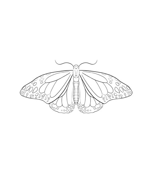 Moth Line Tattoo, Fineline Moth Tattoo, Moth Tattoo Fine Line, Moth Elbow Tattoo, Moth Outline Tattoo, Moth Tattoo Outline, Fine Line Moth Tattoo, Moth Tattoo Simple, Moth Line Art