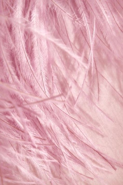 Flamingo Feathers, Wallpaper Rosa, Pink Backgrounds, Millenial Pink, Pink Marshmallows, Pink Palace, Pastel Pink Aesthetic, Pink Feathers, Rosa Pink