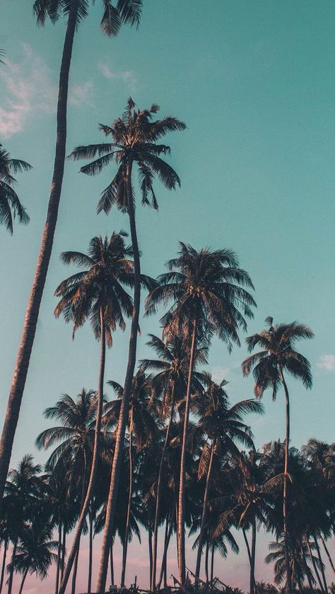 Tall Palm trees ~ wallpaper/background/lock screen Palm Tree Background, Tree Wallpaper Iphone, Summer Nature Photography, Palm Trees Wallpaper, California Palm Trees, Palm Wallpaper, Wallpaper Iphone Summer, View Wallpaper, Pop Art Wallpaper