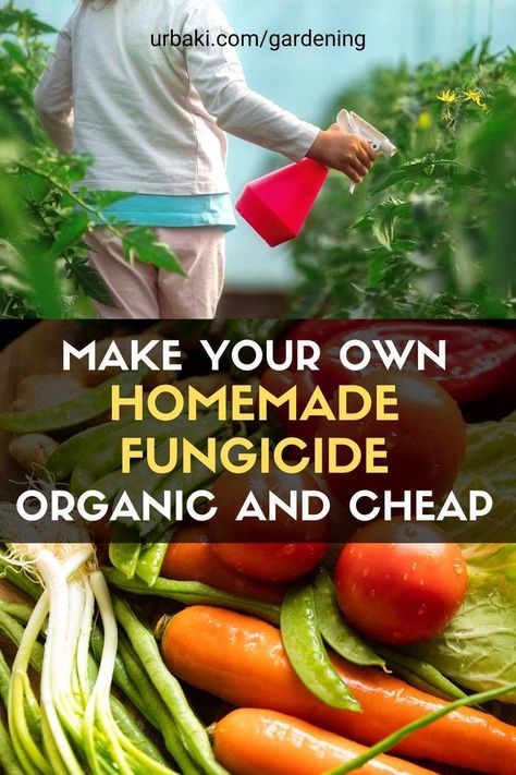 Organic Fungicide, Vegetable Garden Planner, Natural Pesticides, Vegetable Garden Tips, Vegetable Garden Planning, Vegetable Garden For Beginners, Starting A Vegetable Garden, Vegetable Garden Diy, Gardening Flowers