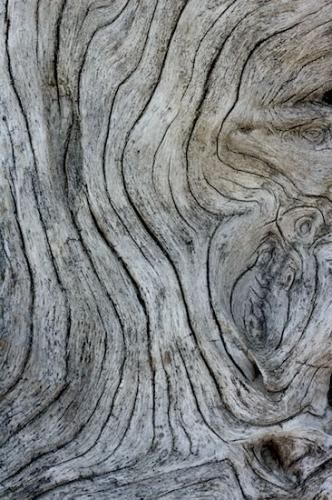 Natural Wood with grey textures; organic forms; woodgrain; line patterns in nature Grey Wood Texture, Nature Texture, Texture Inspiration, Texture Photography, Organic Forms, Organic Pattern, 3d Texture, Motion Graphic, Very Interesting