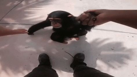 Life Could Be A Dream, Monkey Gif, Gas Monkey Garage, Extremely Funny Jokes, Human Figure, Hand Tattoos, A Dream, Animated Gif, Dream Life