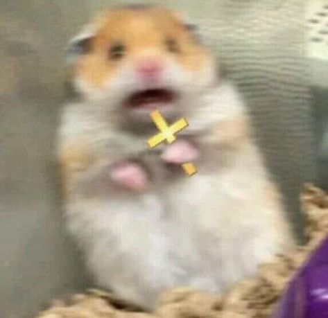 Cross Meme, Hamster Meme, Funny