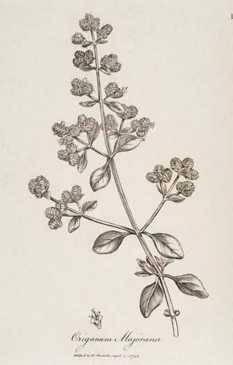 Sweet Marjoram (Origanum majorana, syn. Majorana hortensis Moench, Majorana majorana (L.) Marjoram Plant, Sweet Marjoram, Origanum Majorana, Herbs And Flowers, Plant Fungus, Missouri Botanical Garden, Herbal Products, Culinary Herbs, Sustainable Garden