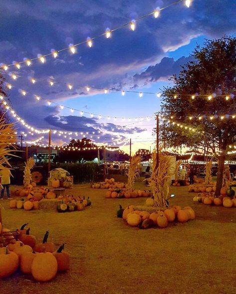 Instagram Texas on Instagram: “Good evening Texas who ready for the pumpkin patch season? Beautiful capture by @laceyy.adams of the Hall’s Pumpkin Farm in Grapevine.…” Pumpkin Patch Night, Pumpkin Patch Farm, Patch Ideas, Market Lighting, Pumpkin Farm, Fall 24, Inspo Pics, Insta Inspo, Fall For You