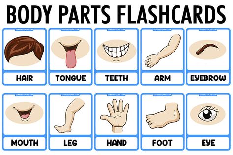 Parts of The Body Vocabulary Flashcards Body Parts Theme, Opposites Preschool, Sensory Integration Activities, Ocean Words, Baby Flash Cards, Emotions Preschool, Body Preschool, Cvc Words Kindergarten, Kindergarten Reading Worksheets