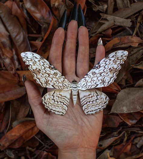 Minimalist Flower Tattoos, White Witch Moth, Flower Tattoos Minimalist, Divine Soul Sorcerer, Witch Moth, Landscape Tattoos, Bug Taxidermy, Strange The Dreamer, White Moth