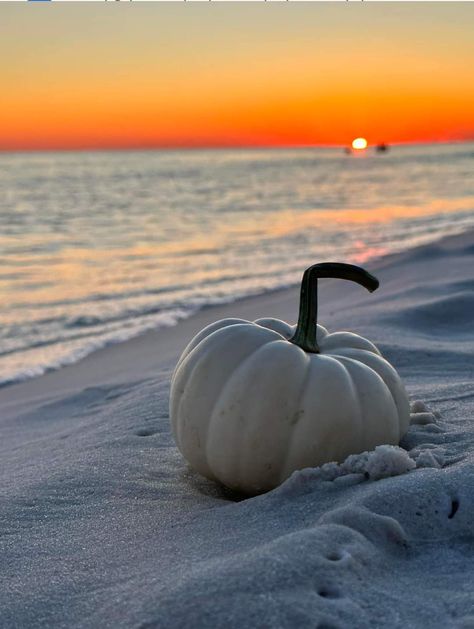 Pumpkins On The Beach, Pumpkin Patch Corn Maze, Pumpkin Wallpaper, Pumpkin Photos, October Halloween, Corn Maze, Autumn Night, Harvest Festival, Holiday Pictures