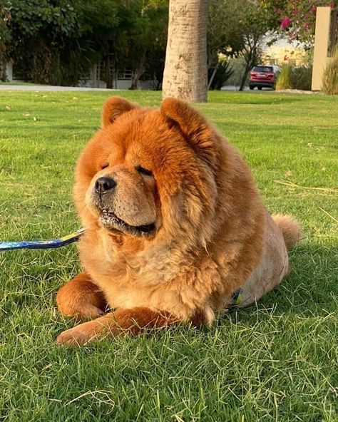 Dogs Love Quotes, Best Dog Quotes, Your Dog, Cute Dog Quotes, Cutest Pets, Dog Humor, Expensive Dogs, Dog Lover Quotes, Chow Chow Dogs