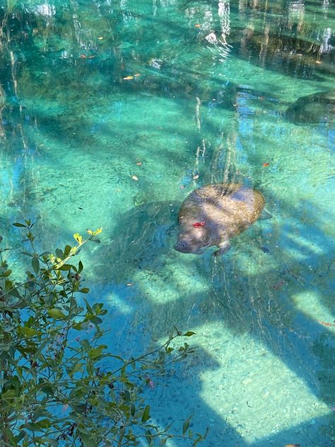 manatee in water Manatees Wallpaper, Manatees Aesthetic, Manatee Wallpaper Iphone, Manatee Aesthetic, Manatee Photography, Manatee Wallpaper, Manatee Pictures, Cute Manatee, Swimming With Manatees