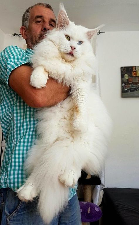 Had a Maine Coon. These a some sweet tempered cats, they are just huge as everything. - Tap the link now to see all of our cool cat collections! https://www.facebook.com/Mainecoonguide/posts/1975719376033701 Maine Cooney Cats, Cat Mainecoon, Huge Cat, Cat Whisperer, Forest Cat, Norwegian Forest Cat, White Cats, Large Cats, Fat Cats