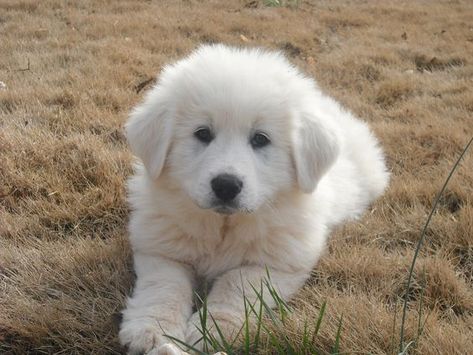 Maremma Dog, Pyrenees Puppies, Great Pyrenees Puppy, Pyrenean Mountain Dog, Livestock Guardian Dog, Great Pyrenees Dog, Great Pyrenees, White Dog, Mountain Dogs