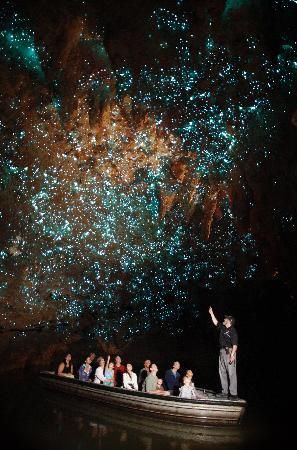 Spectacular glowworm boat ride at Waitomo Glowworm Caves New Zealand, Glowworm Caves, Waitomo Caves, Glow Worm Cave, Cave Photos, Glow Worm, Places Around The World, Phuket, Special Places