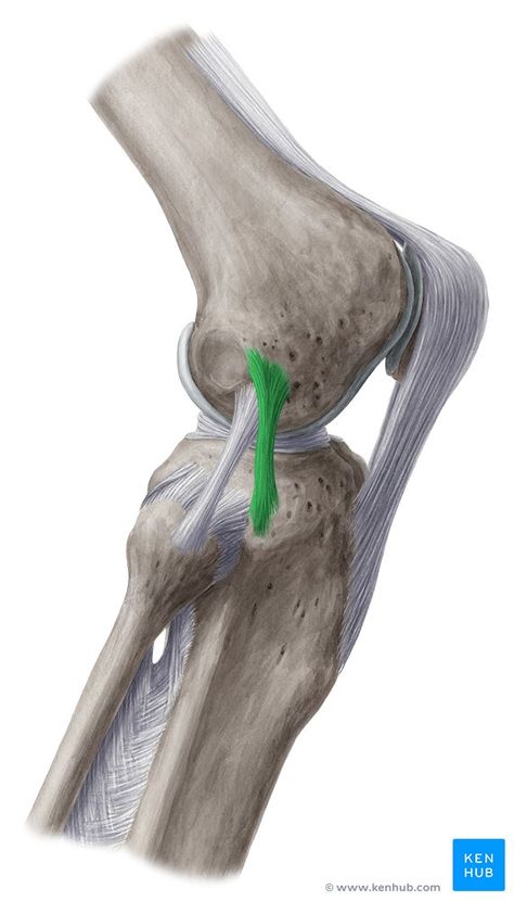 Anterolateral ligament - lateral view Ankle Anatomy, Types Of Fractures, Knee Bones, Knee Ligaments, Anterior Cruciate Ligament, Anatomy Bones, Bone Fracture, Muscle Anatomy, Uric Acid