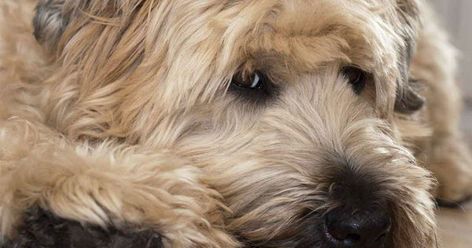 Why Wheaten Terriers are The Best All Around Dogs Wheaton Terrier Soft Coated, Wheaten Terrier Puppy, Types Of Puppies, Wheaton Terrier, Best Dogs For Families, Big Personality, Soft Coated Wheaten Terrier, Farm Dogs, Dog Things