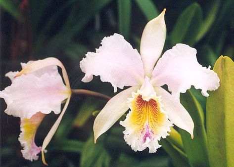 Flor de Mayo (Cattleya mossiae), the Venezuelan national flower. Orchid Cattleya, Bookplate Design, Orchid Tattoo, Types Of Orchids, National Emblem, National Flower, National Symbols, Luxury Flowers, Growing Indoors