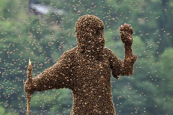 7 Fears That Are Totally Conquerable -- Buzzfeed All About Bees, Bee Swarm, Bees And Honey, Bee Photo, Bee Sting, National Geographic Magazine, The Hive, Honey Bees, Save The Bees