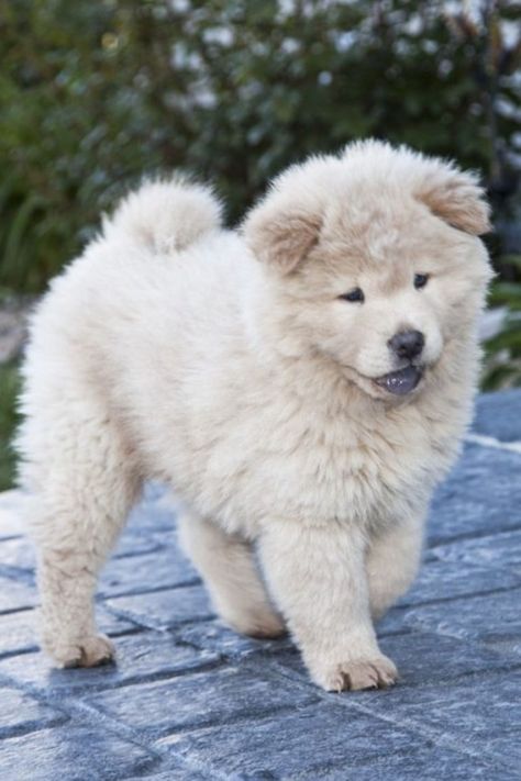 Si certains chiens sont sages comme des images, ce ne sera pas franchement le cas de ces quatre races de chien qui vont plutôt vous en faire voir de toutes les couleurs. Chow Chow, Animals