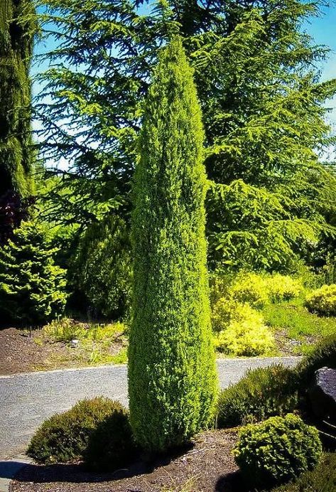 21 Best Narrow Trees for Containers & Small Gardens Pencil Point Juniper, Japanese Evergreen, Juniperus Communis, Juniper Tree, Columnar Trees, Pencil Trees, Big Plants, Ornamental Trees, Evergreen Trees