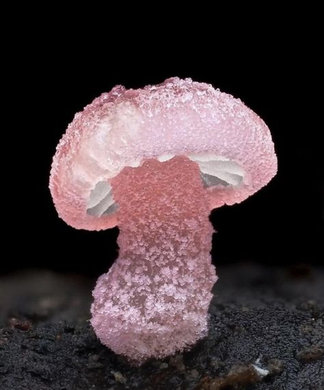 Mycena roseoflava mushroom.  Photo credit:  @cyanesense IG. Wild Mushroom Photography, Macro Photography Nature, Mushroom Images, Mushroom Pictures, Pink Mushroom, Slime Mould, Mushroom Hunting, Mushroom Fungi, Modern Crafts