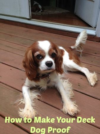 How to Make Your Deck Dog Proof Dog Proof Deck Railing, Deck Railing Diy, Deck Spindles, Under Decks, Deck Stairs, Charles Barkley, Dog Nails, Deck Railings, Wooden Decks