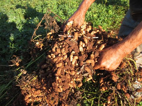 Learn all about peanuts, including how and where they grow. Read our guide to learn if peanuts grow on trees, bushes or in the ground. Growing Peanuts, Peanut Tree, Bonsai Garden, Garden Irrigation, Urban Farming, Organic Skin, All About Plants, Growing Tree, Permaculture